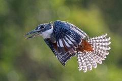 DPPhotography - Pantanal - Ringed kingfisher - AK