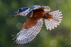 DPPhotography - Pantanal - Ringed kingfisher - AL