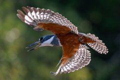 DPPhotography - Pantanal - Ringed kingfisher - AM