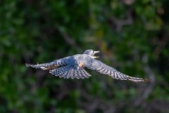 DPPhotography - Pantanal - Ringed kingfisher - AN