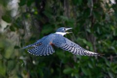 DPPhotography - Pantanal - Ringed kingfisher - AO
