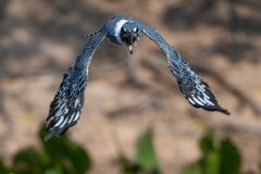 DPPhotography - Pantanal - Ringed kingfisher - AP