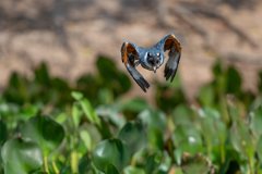 DPPhotography - Pantanal - Ringed kingfisher - AQ