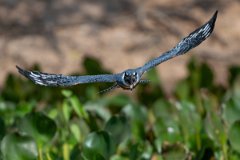 DPPhotography - Pantanal - Ringed kingfisher - AR