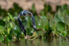 DPPhotography - Pantanal - Ringed kingfisher - AS