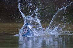 DPPhotography - Pantanal - Ringed kingfisher - AT