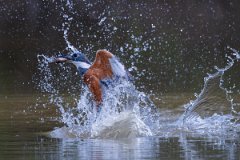DPPhotography - Pantanal - Ringed kingfisher - AV