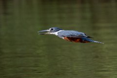 DPPhotography - Pantanal - Ringed kingfisher - AW