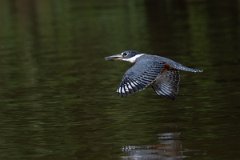 DPPhotography - Pantanal - Ringed kingfisher - AX