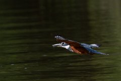 DPPhotography - Pantanal - Ringed kingfisher - AY