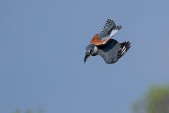 DPPhotography - Pantanal - Ringed kingfisher - AZ