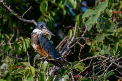 DPPhotography - Pantanal - Ringed kingfisher - B
