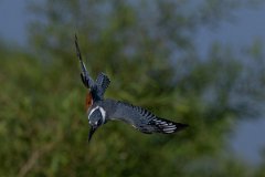 DPPhotography - Pantanal - Ringed kingfisher - BA