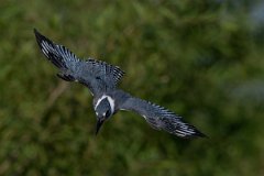DPPhotography - Pantanal - Ringed kingfisher - BB