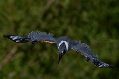 DPPhotography - Pantanal - Ringed kingfisher - BC