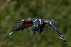 DPPhotography - Pantanal - Ringed kingfisher - BD