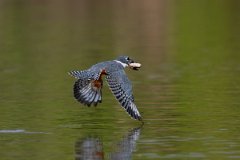 DPPhotography - Pantanal - Ringed kingfisher - BE