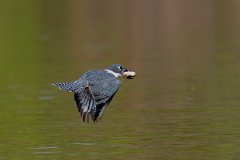DPPhotography - Pantanal - Ringed kingfisher - BF