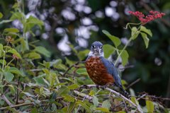DPPhotography - Pantanal - Ringed kingfisher - BG