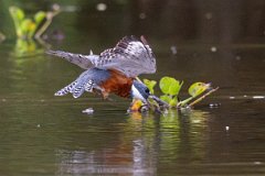 DPPhotography - Pantanal - Ringed kingfisher - BI