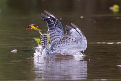 DPPhotography - Pantanal - Ringed kingfisher - BJ