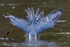 DPPhotography - Pantanal - Ringed kingfisher - BK