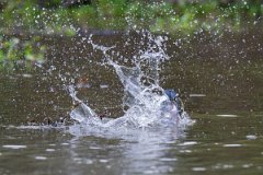 DPPhotography - Pantanal - Ringed kingfisher - BL