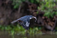DPPhotography - Pantanal - Ringed kingfisher - BM