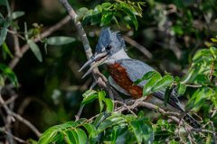 DPPhotography - Pantanal - Ringed kingfisher - C