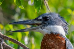 DPPhotography - Pantanal - Ringed kingfisher - D
