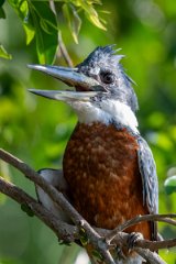 DPPhotography - Pantanal - Ringed kingfisher - E