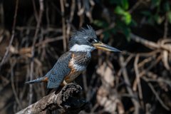 DPPhotography - Pantanal - Ringed kingfisher - G