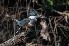 DPPhotography - Pantanal - Ringed kingfisher - H