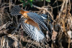 DPPhotography - Pantanal - Ringed kingfisher - I