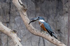 DPPhotography - Pantanal - Ringed kingfisher - J