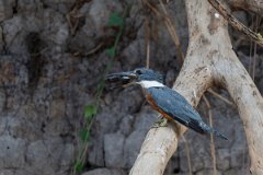 DPPhotography - Pantanal - Ringed kingfisher - K