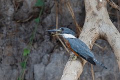 DPPhotography - Pantanal - Ringed kingfisher - L