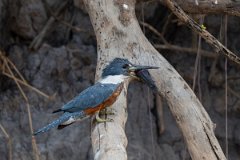 DPPhotography - Pantanal - Ringed kingfisher - M