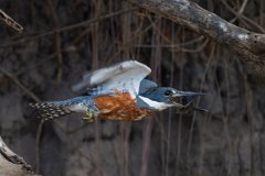 DPPhotography - Pantanal - Ringed kingfisher - N