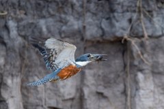 DPPhotography - Pantanal - Ringed kingfisher - O