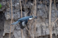 DPPhotography - Pantanal - Ringed kingfisher - P