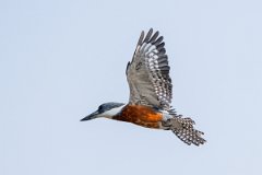 DPPhotography - Pantanal - Ringed kingfisher - Q