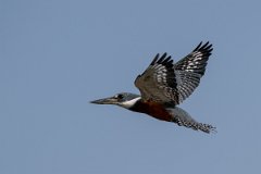 DPPhotography - Pantanal - Ringed kingfisher - S