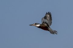 DPPhotography - Pantanal - Ringed kingfisher - T