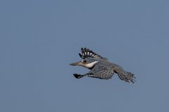 DPPhotography - Pantanal - Ringed kingfisher - U
