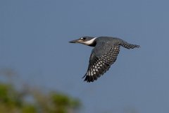 DPPhotography - Pantanal - Ringed kingfisher - V