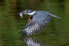 DPPhotography - Pantanal - Ringed kingfisher - W