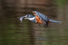 DPPhotography - Pantanal - Ringed kingfisher - X