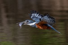 DPPhotography - Pantanal - Ringed kingfisher - Y
