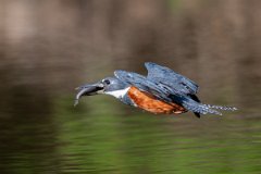 DPPhotography - Pantanal - Ringed kingfisher - Z